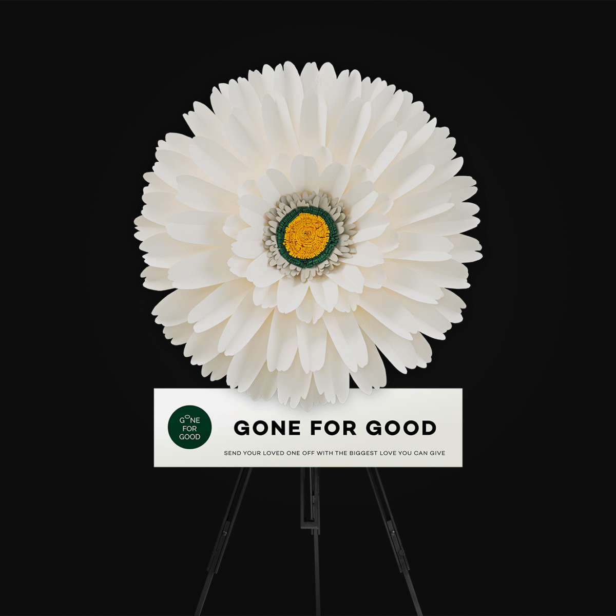 Gerbera (White) เยอบีร่าขาว