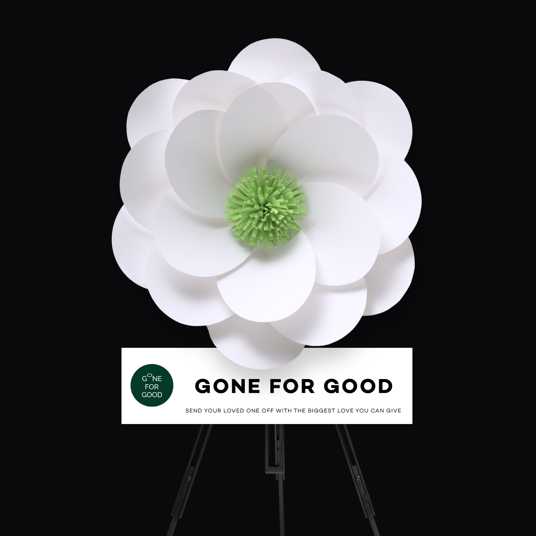 Camellia (Green) คามิเลียเขียว