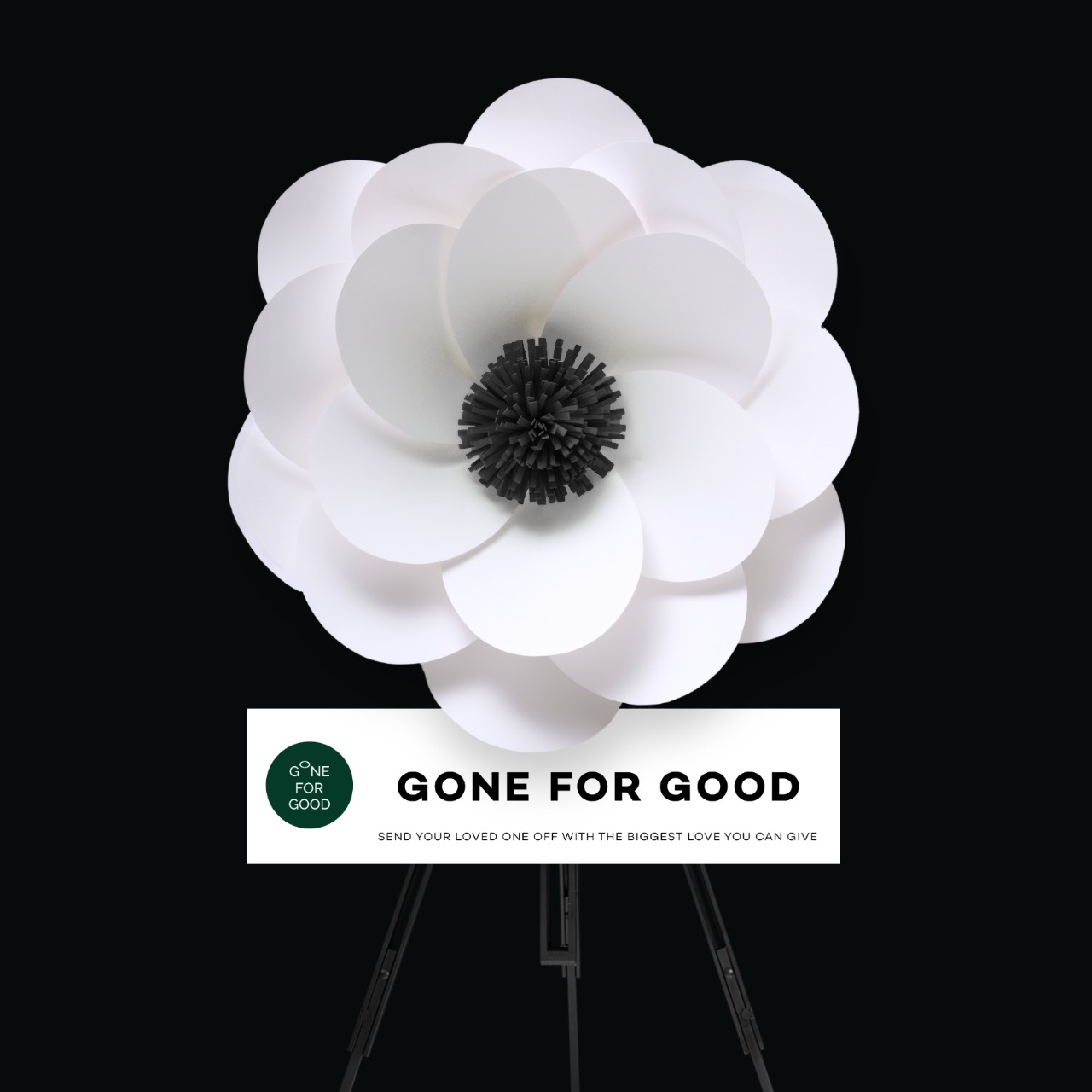 Camellia (Black) คามิเลียดำ